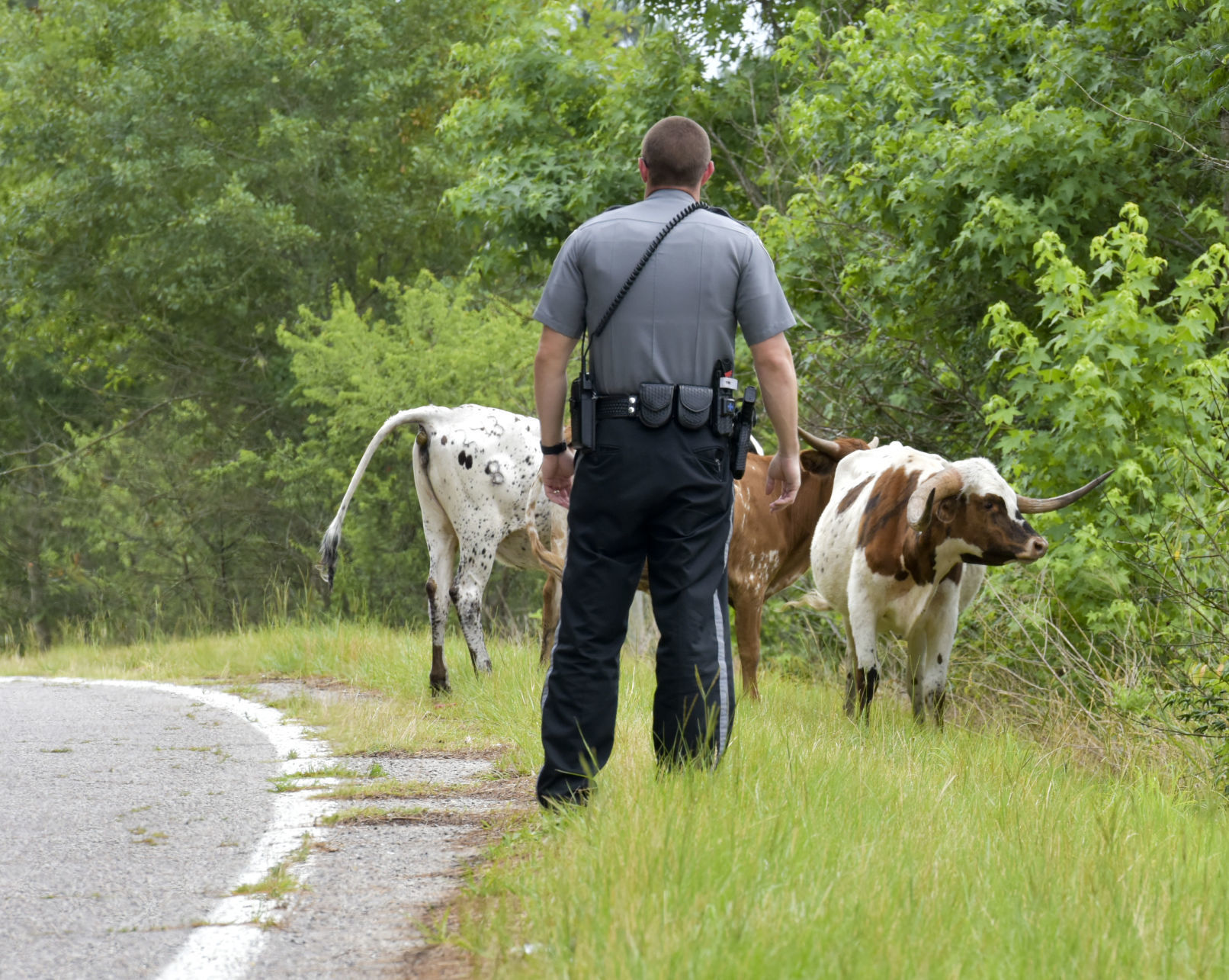 Cattle on the Loose